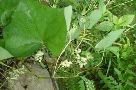 薯蓣叶防己藤本植物 北豆根 北豆根(蝙蝠藤)【防己科】