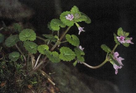 鱼脑石治肾结石特效 图文：治肾结石特效方