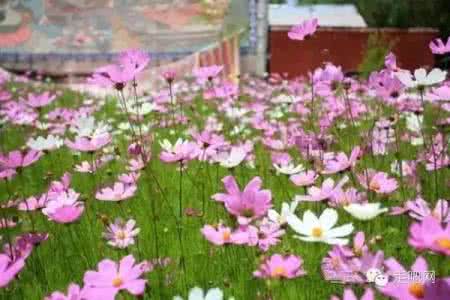 花开时节赏花忙课件 2016年最全赏花攻略，花开似海