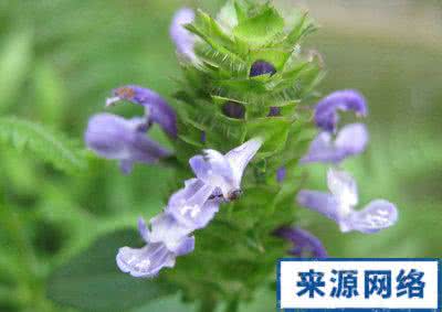 癌症 高效抗癌中草药 癌症中医防治：抗癌中草药夏枯草