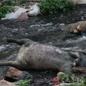 死猪肉 泰安河内现大量发黑死猪 猪身腐烂恶臭不止