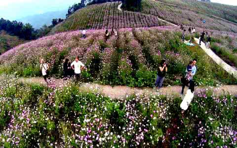 禅茶一味茶叶价格 禅茶一味（休闲养心听茶音40首）