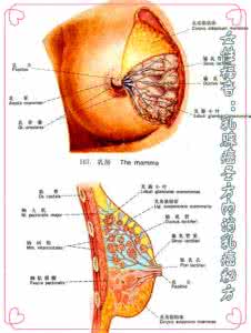 乳腺癌中药特效秘方 女性福音：乳腺癌圣方内消乳癌秘方