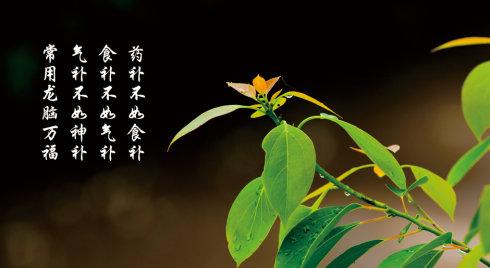 龙脑精油 龙脑 龙脑精油