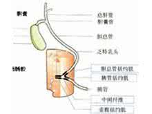 胆道感染 胆道感染 怎么治疗胆道感染