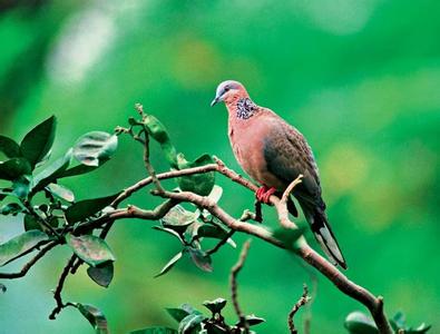 梦见鸟蛋 梦见鸟 梦见鸟蛋