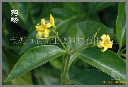 钩吻碱提取 钩吻碱