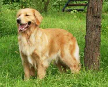 金毛美容 美容5步，让你的金毛不美也不行