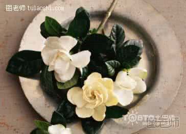 白芍功效与作用及禁忌 白芍的功效与作用及禁忌 小心吃错它可伤身