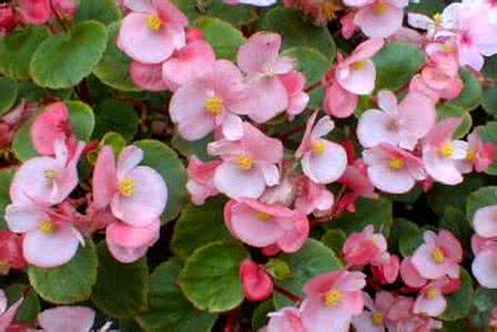 四季海棠的作用 四季海棠的作用与功效