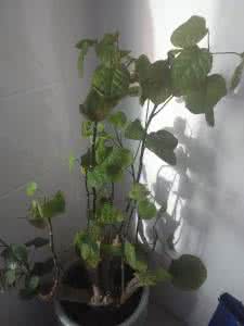 盆栽植物怎么施肥 盆栽植物浇水 【盆栽植物】如何正确给盆栽植物浇水施肥