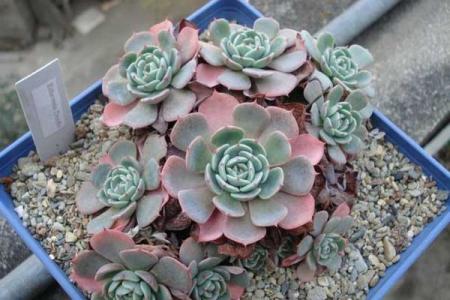 多肉植物施肥 多肉植物种植中施肥问题详解