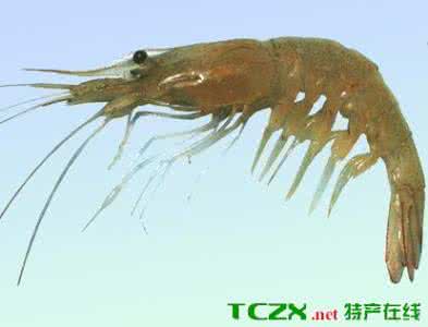 脊尾白虾新型养殖模式 脊尾白虾