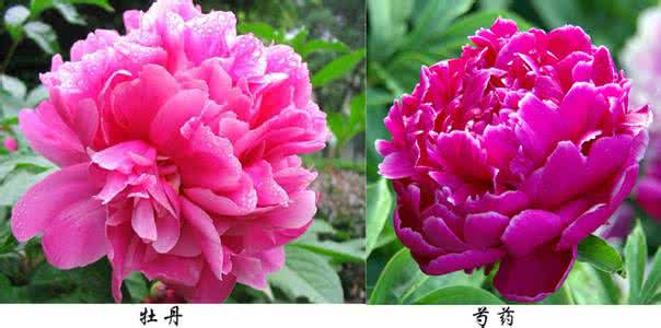 牡丹花和芍药区别图 芍药和牡丹的区别 牡丹花和芍药区别图