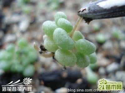 魔南景天 魔南景天 魔南景天(Monanthes brachycaulon)的繁殖方法