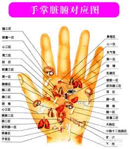 手掌区域与脏腑对应图 手掌脏腑对应图 老人按摩手掌调节脏腑功能