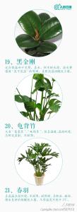花园适合种植什么花木 适合室内种植的观赏花木,你了解吗?