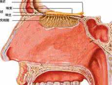 治疗嗅觉失灵的偏方 治疗嗅觉失灵的偏方 嗅觉障碍的偏方