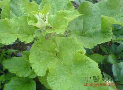 山药牛蒡子罗大伦 牛蒡子配山药 绝配!