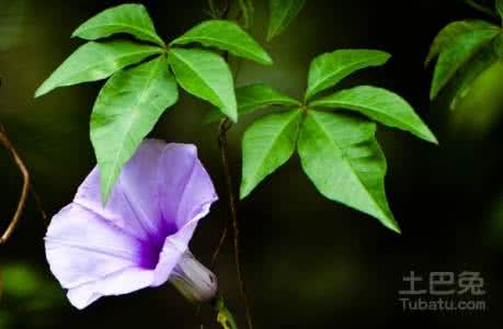 五爪金龙花 五爪金龙花 五爪金龙花的特征