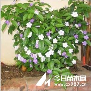 双色茉莉扦插 双色茉莉(鸳鸯茉莉)的扦插方法