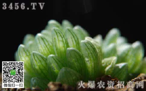 多肉植物玉露怎么养 玉露 多肉植物玉露怎么养