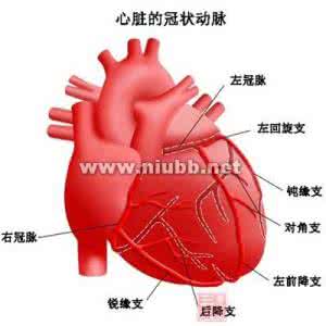 心肌缺血的治疗方法 心肌缺血的治疗 这些方法疗效好