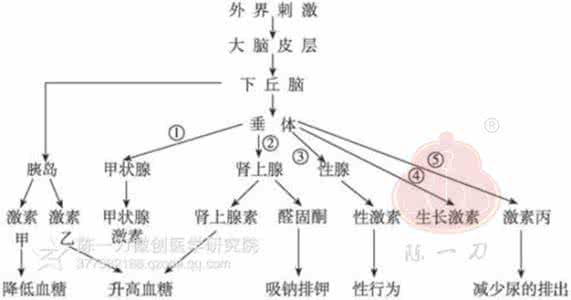 神经体液调节的例子 神经体液调节的相关情况