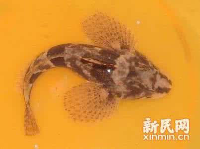 淞江鲈鱼 淞江鲈