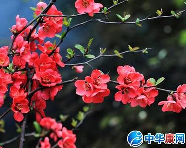海棠花的种类 海棠花的种类介绍
