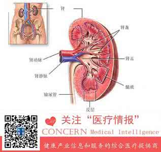多喝水对肾脏的影响 多喝水对肾脏的影响 钙片对肾脏有什么影响？
