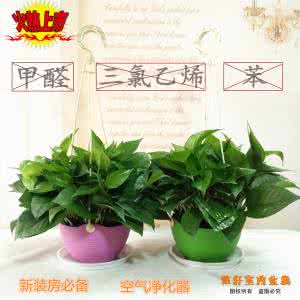 新房除甲醛绿植 新房装修有甲醛?!不用担心,15种绿植帮您去除