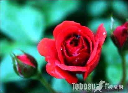 玫瑰花茶的功效与作用 玫瑰_玫瑰花语,玫瑰花的折法图片,玫瑰花茶的功效与作用
