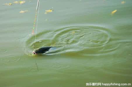 大鱼进窝后的垂钓细节 野草做窝钓大鱼技巧