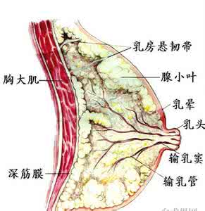 女性乳腺增生原因 女性乳腺增生高发的原因是什么