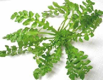 如何做荠菜包子 如何挑选荠菜