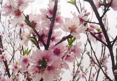 四柱八字中的桃花煞 四柱桃花的看法