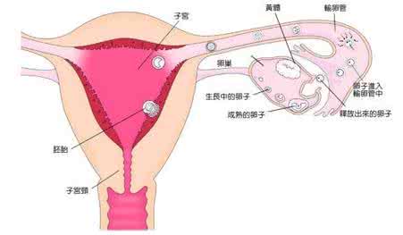 不孕症的原因有哪些 女性不孕症的原因有哪些