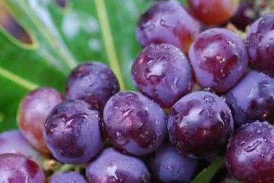 春天不能吃什么水果 春天吃什么水果减肥