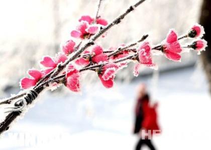 非诚勿扰精彩片段盘点 非诚勿扰精彩片段盘点 梅花的作用 盘点梅花的三大精彩作用