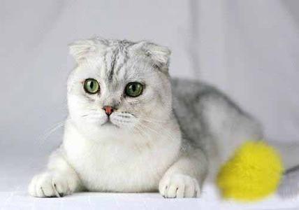 怎么改变猫咪夜游习惯