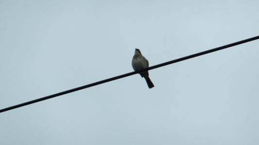 孤独的小鸟是什么歌 孤独的小鸟