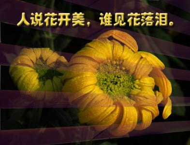 花开是片落泪的海 人说花开美谁见花落泪