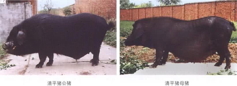 清平猪原种猪繁育场 清平猪