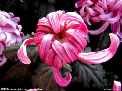 fs1125mfp驱动下载 微言碎语1125