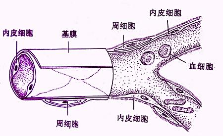 脉管系统 教你5分钟掌握脉管系统（附结构图）