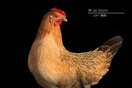 炖老母鸡的做法大全 老母鸡的做法大全 老母鸡这样做好吃