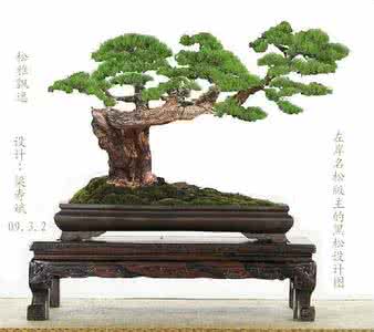 榆树树桩盆景养护管理 黑松盆景养护管理