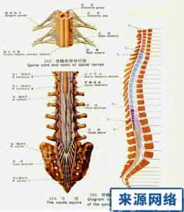 脊髓低位栓系 脊髓发育异常第一部分：脊髓低位！
