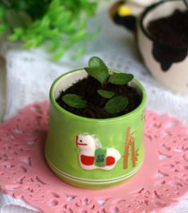 小朋友爱吃的菜 超简单三步做出小盆友爱吃的酸奶盆栽